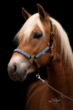 � Kirsten Tilgner <BR> Tel.: 0421 / 34 53 74 <BR> EMail kst60@web.de
